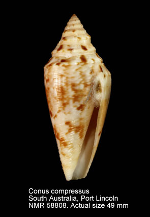 Conus compressus.jpg - Conus compressusG.B.Sowerby,1866